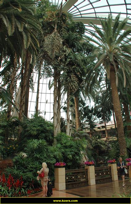 The Mirage