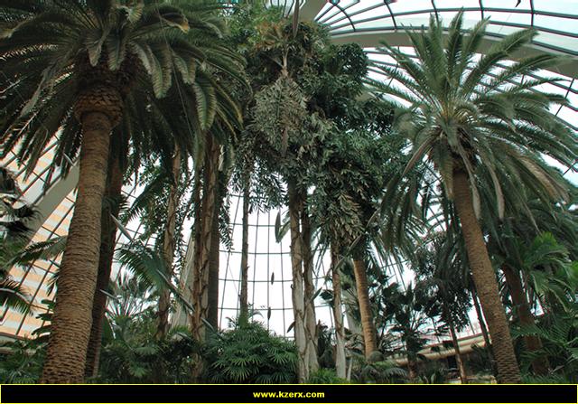 The Mirage