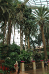 The Mirage