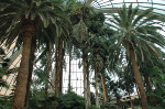 The Mirage