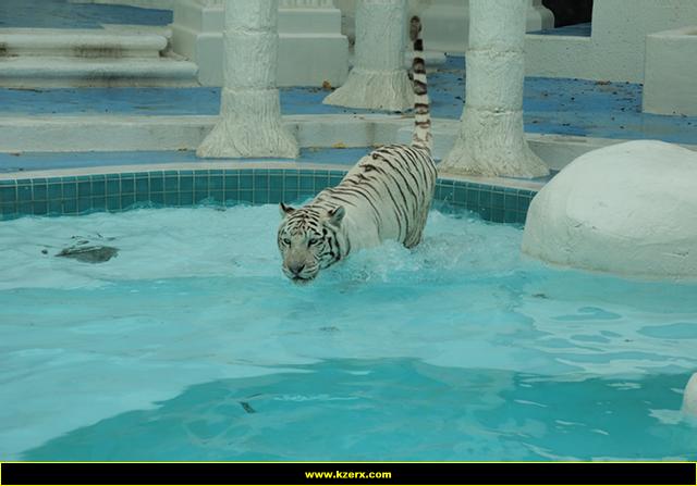 The Mirage