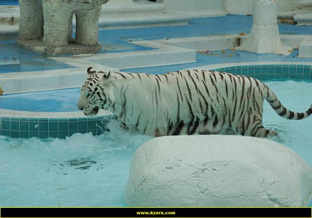 The Mirage