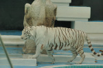 The Mirage