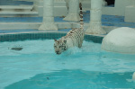 The Mirage