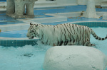 The Mirage