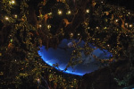 The Rainforest Cafe