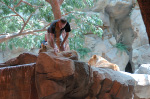 MGM Grand