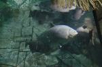 Mandalay Bay