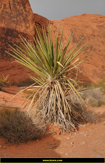 Valley of Fire