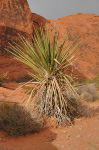 Valley of Fire