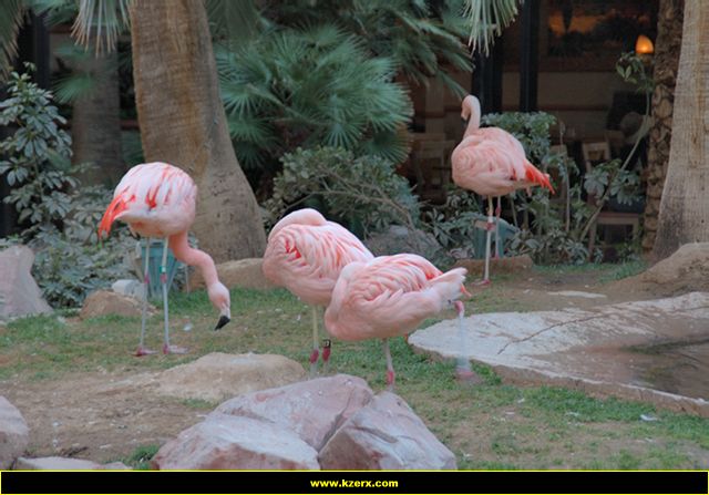Flamingo