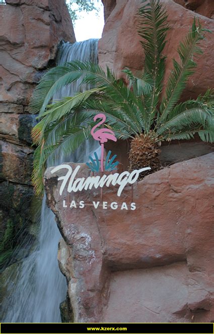 Flamingo