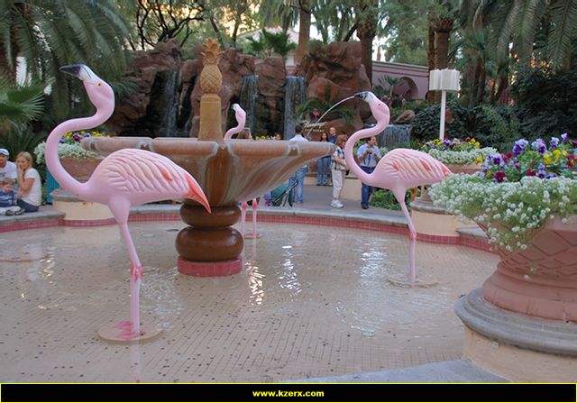 Flamingo