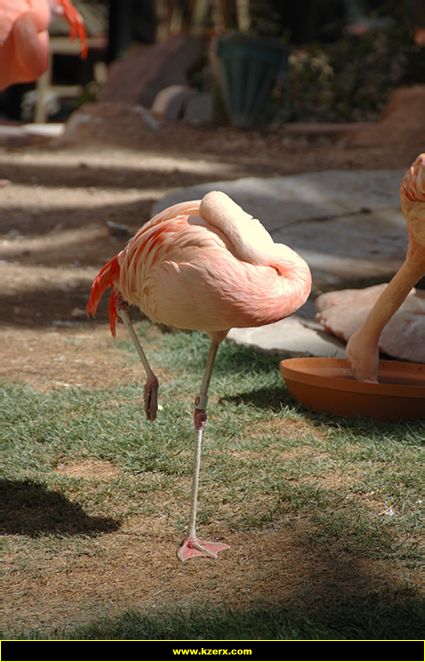 The Flamingo