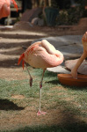 The Flamingo