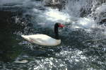 The Flamingo