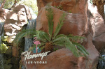 The Flamingo