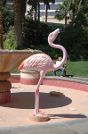 The Flamingo