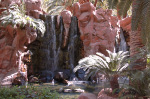The Flamingo