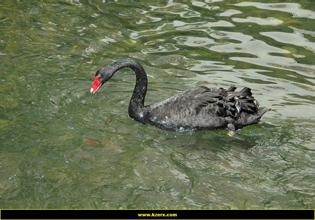 The Flamingo