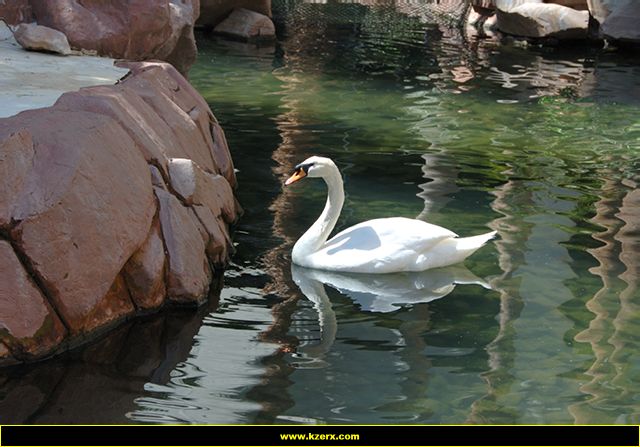 The Flamingo