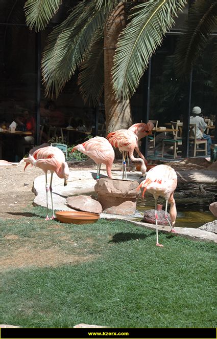 The Flamingo