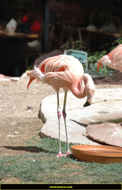The Flamingo