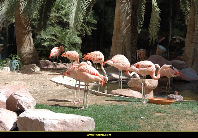 The Flamingo