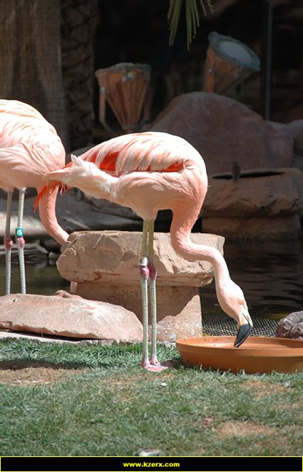 The Flamingo