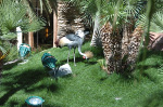 The Flamingo