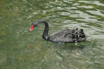 The Flamingo