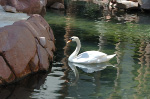The Flamingo