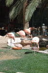 The Flamingo