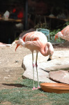 The Flamingo