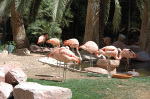 The Flamingo