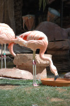 The Flamingo