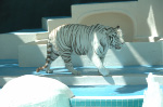 The Mirage
