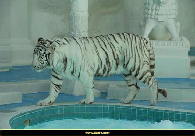 The Mirage