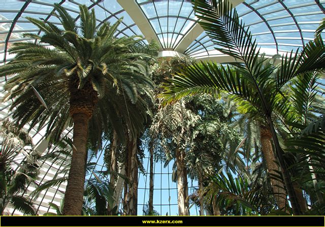 The Mirage