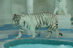 The Mirage