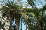 The Mirage