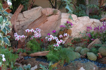 The Mirage