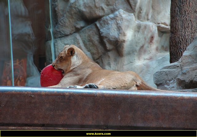 MGM Grand