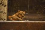 MGM Grand
