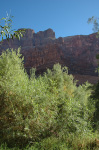 The Grand Canyon