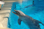 Siegfried & Roy's Secret Garden