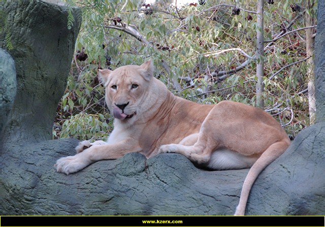 Siegfried & Roy's Secret Garden