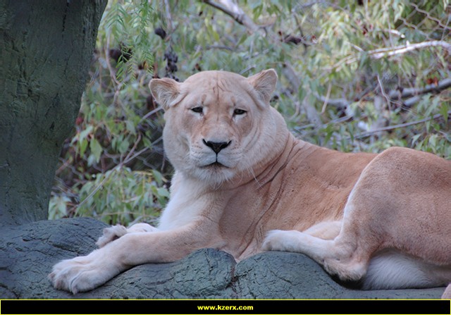 Siegfried & Roy's Secret Garden