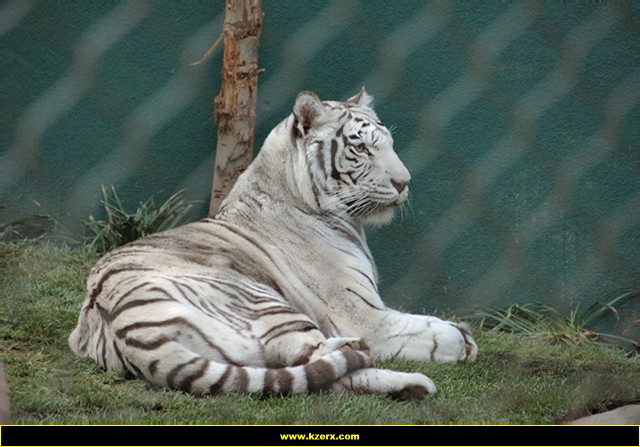 Siegfried & Roy's Secret Garden