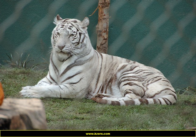 Siegfried & Roy's Secret Garden